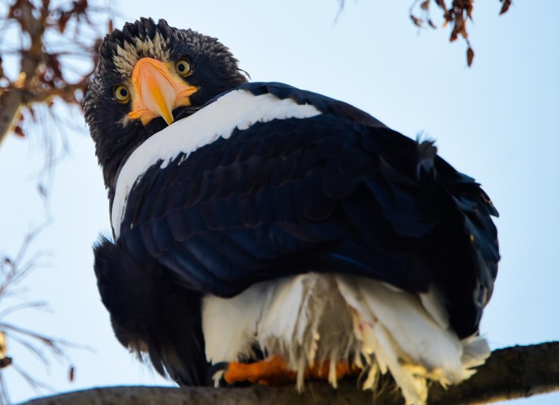 Белоплечий Орлан с самкой