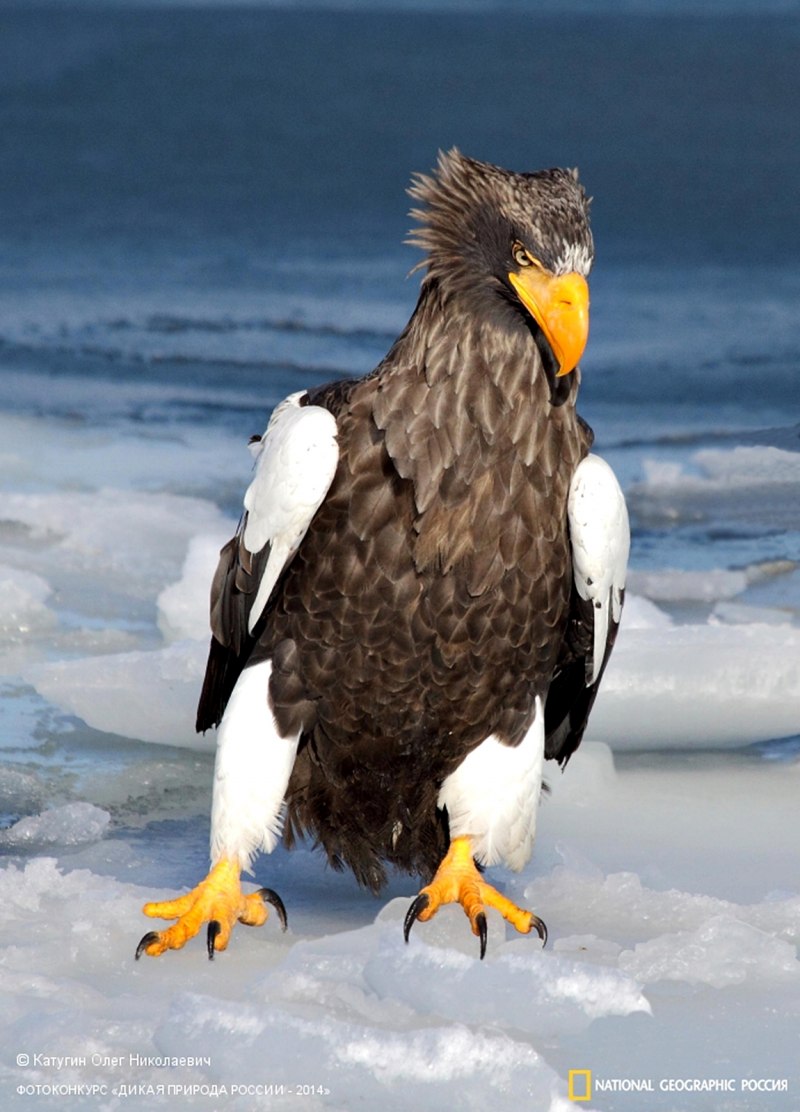 Белоплечий Орлан Камчатка