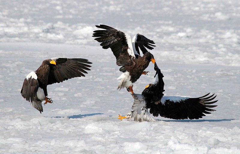 Белоплечий Орлан и Беркут