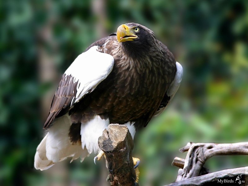 Белоголовый Орлан Камчатка