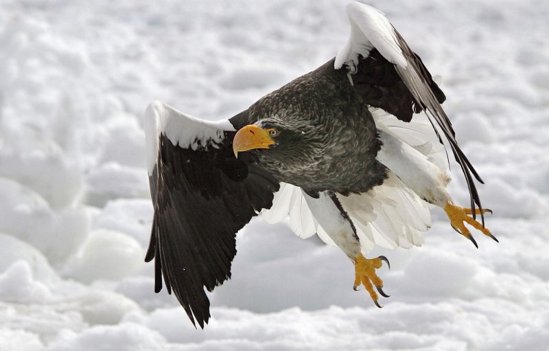 Steller's Sea Eagle