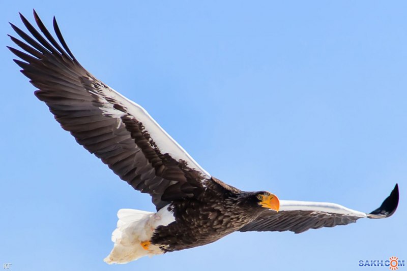 Дальневосточный Орлан