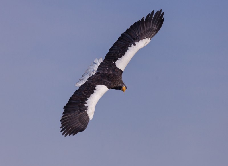 Белоплечий Орлан в России