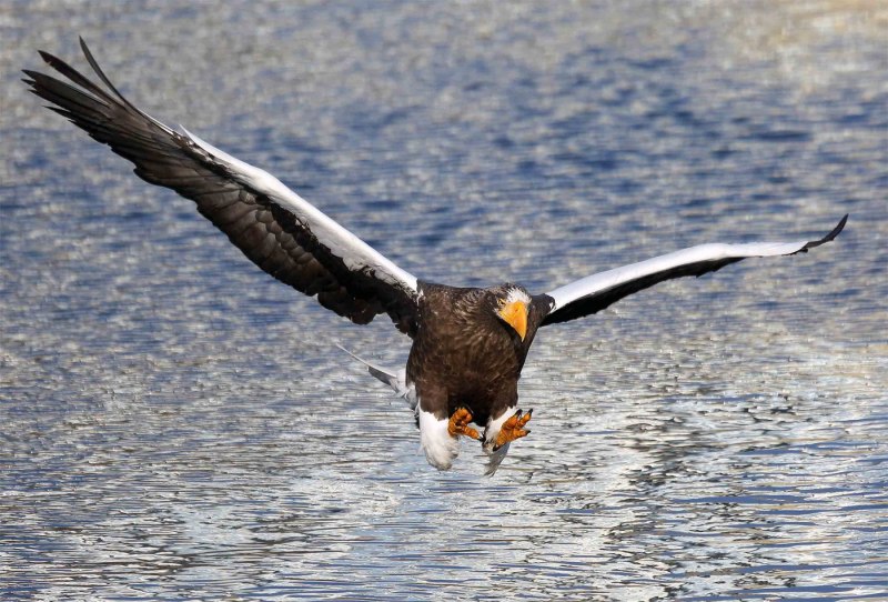 Белоплечий Орлан красавец