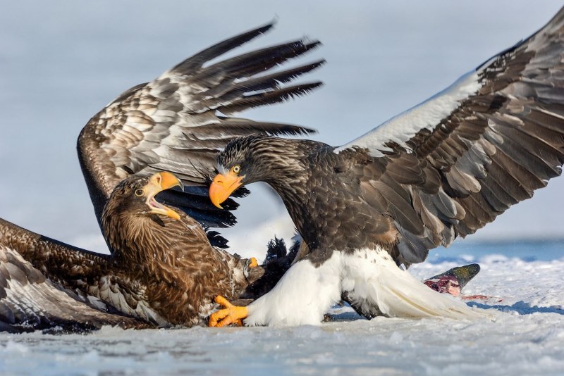 Орлан белохвост Сахалин