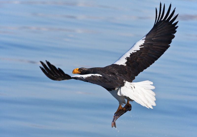 Кроноцкий заповедник Камчатка птицы