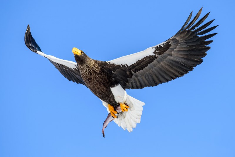 Белоплечий (Тихоокеанский) Орлан