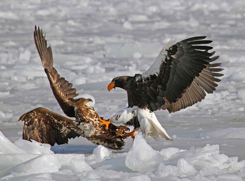 Белокрылый Орлан