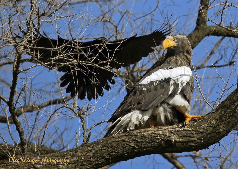 Морского орлана Стеллера