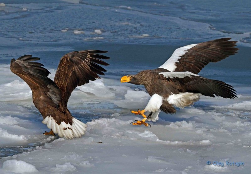 Белоплечий Орлан с самкой