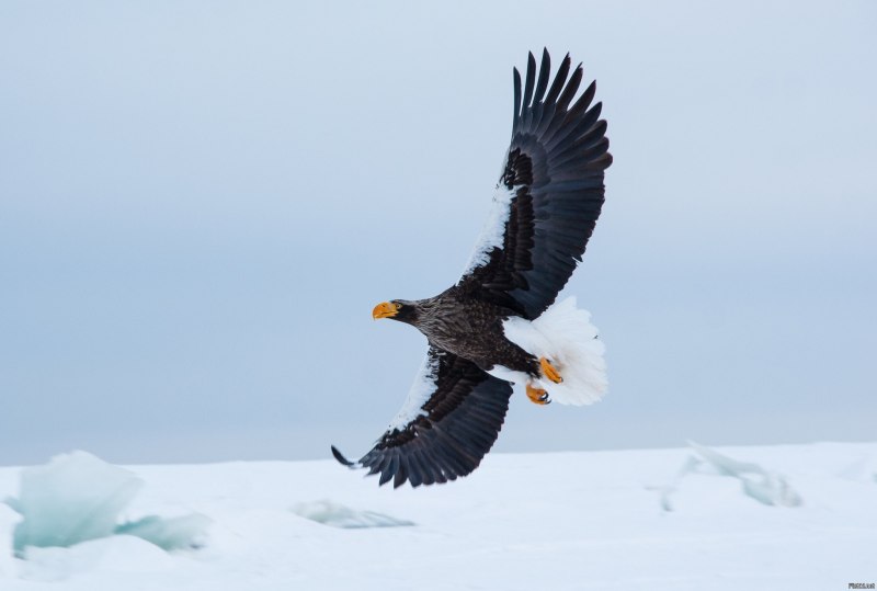 Клюв белоплечего орлана