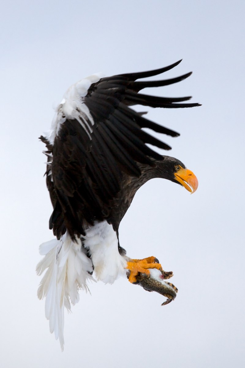 Орлан Стеллера