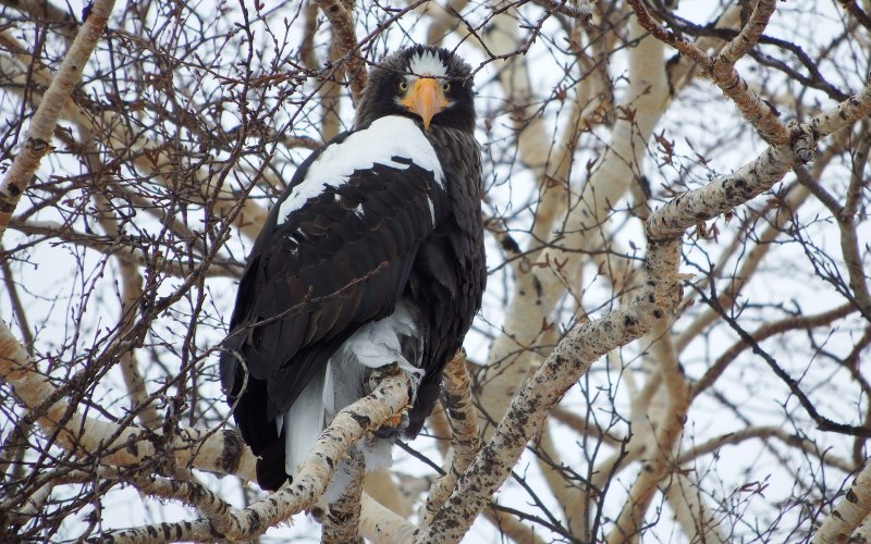 Орлан белоплечий Александровск