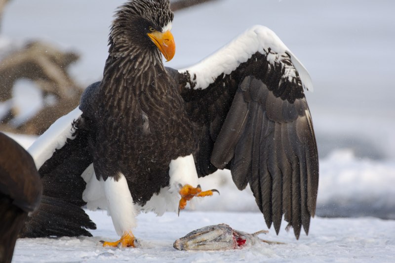 Среда обитания белоплечего орлана