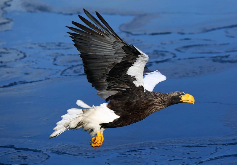 Камчатский белоплечий Орлан