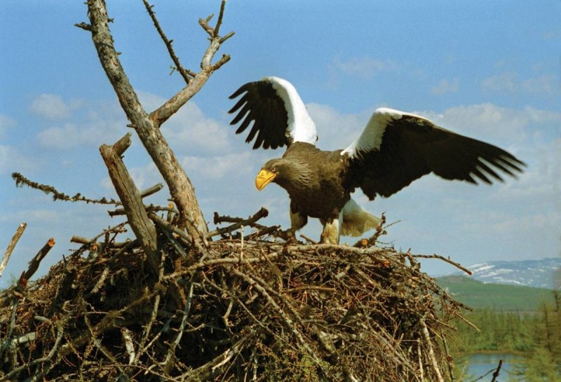 Магаданский заповедник белоплечий Орлан