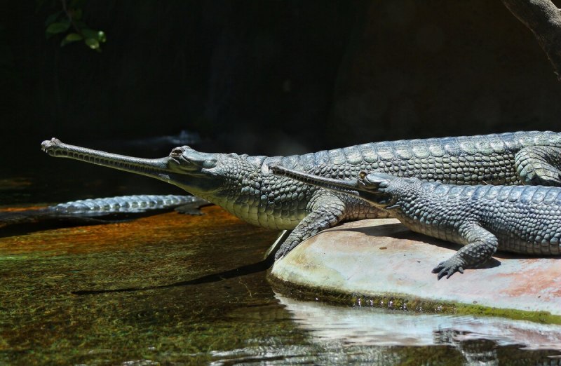 Африканский узкорылый крокодил (Crocodylus cataphractus)