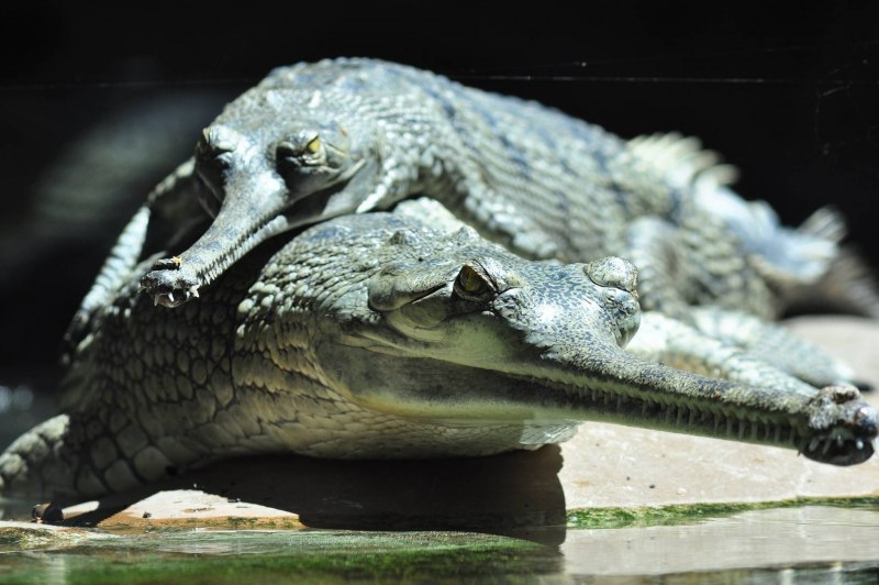 Крокодил Гангский гавиал