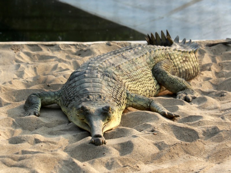 Крокодил Гангский гавиал