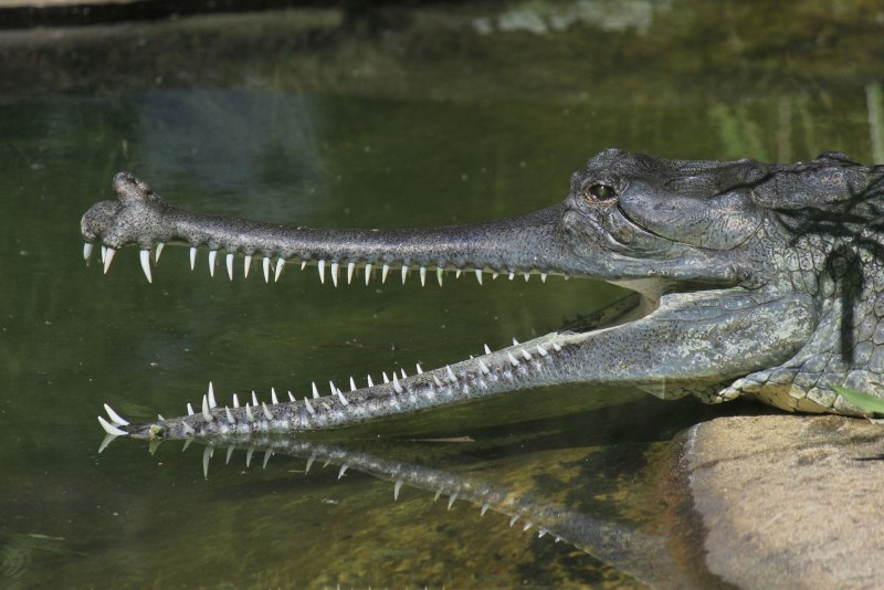 Африканский узкорылый крокодил