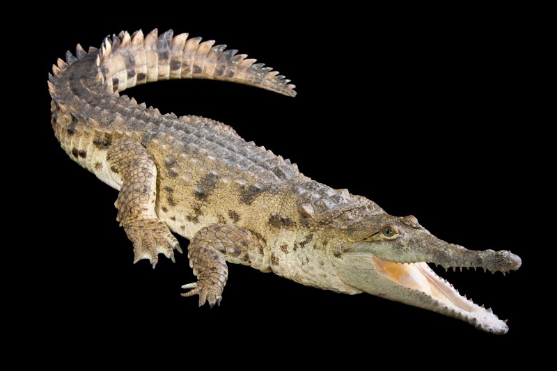 Гребнистый крокодил Густав