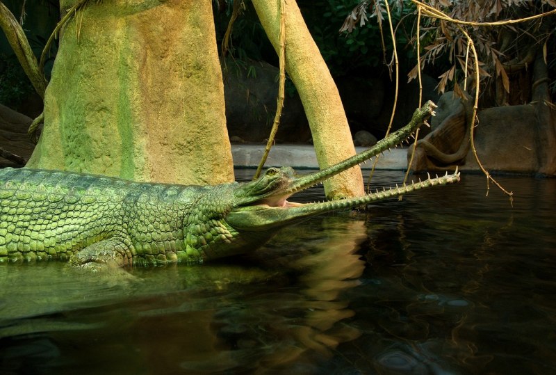 Крокодил Гангский гавиал