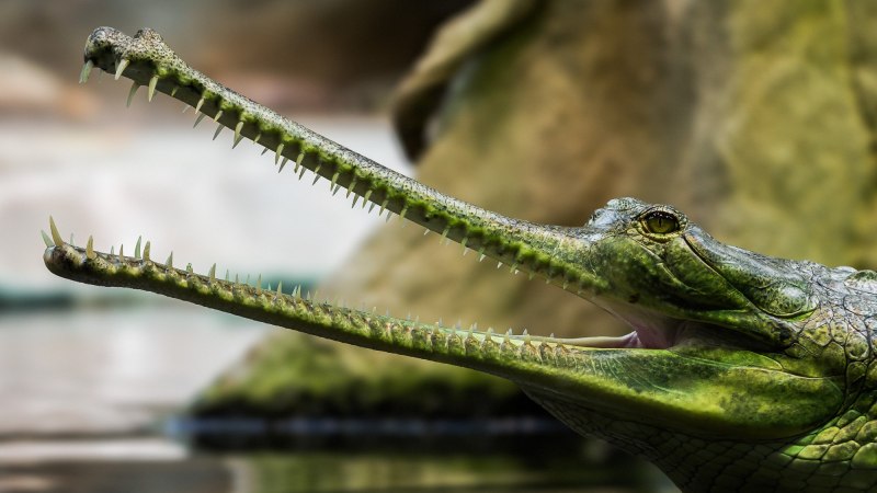 Узкорылый крокодил в Австралии