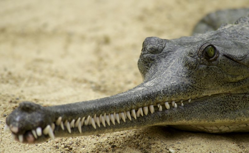 Гигантский гавиал