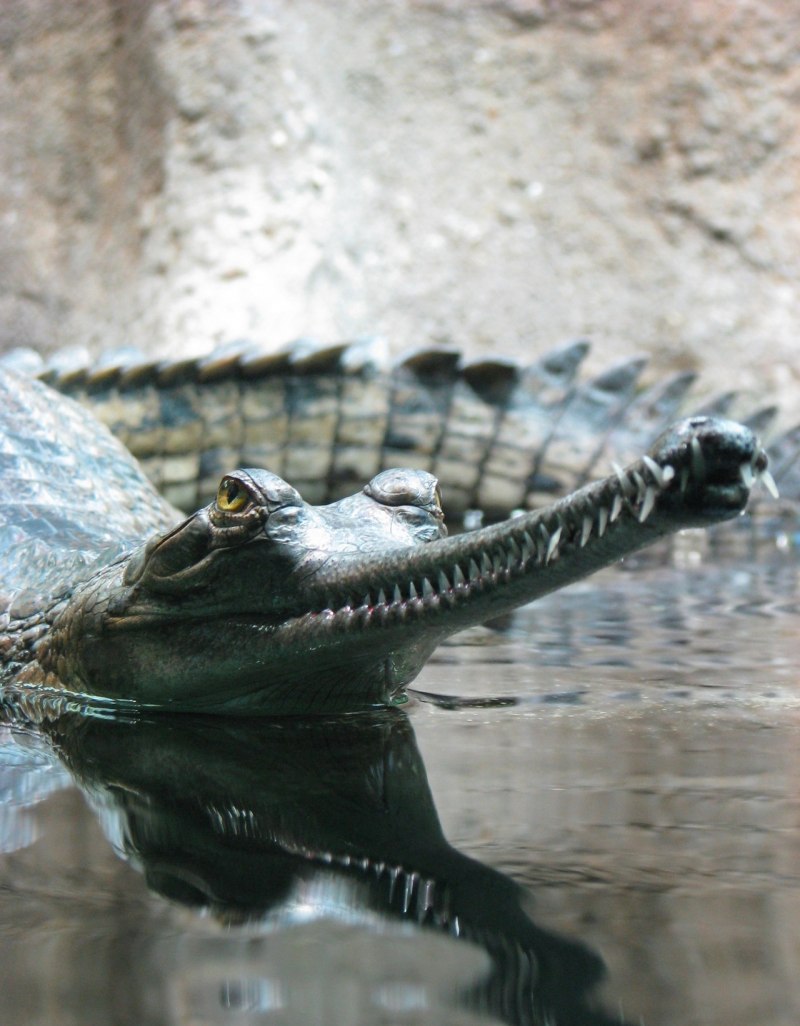 Африканский длинномордый крокодил