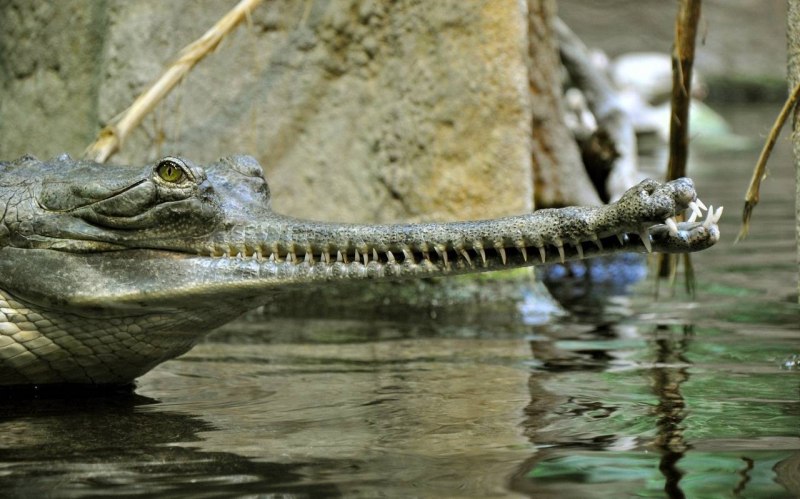 Гавиал тропического леса