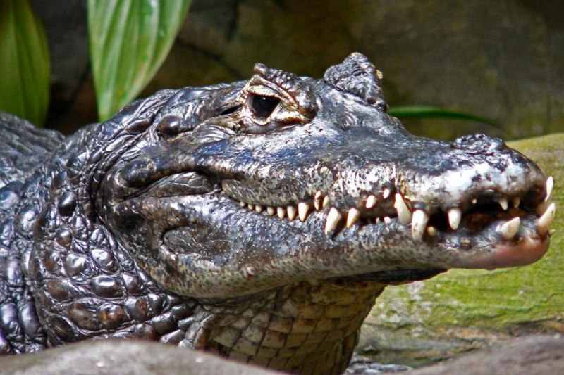 Нильский крокодил на Мадагаскаре