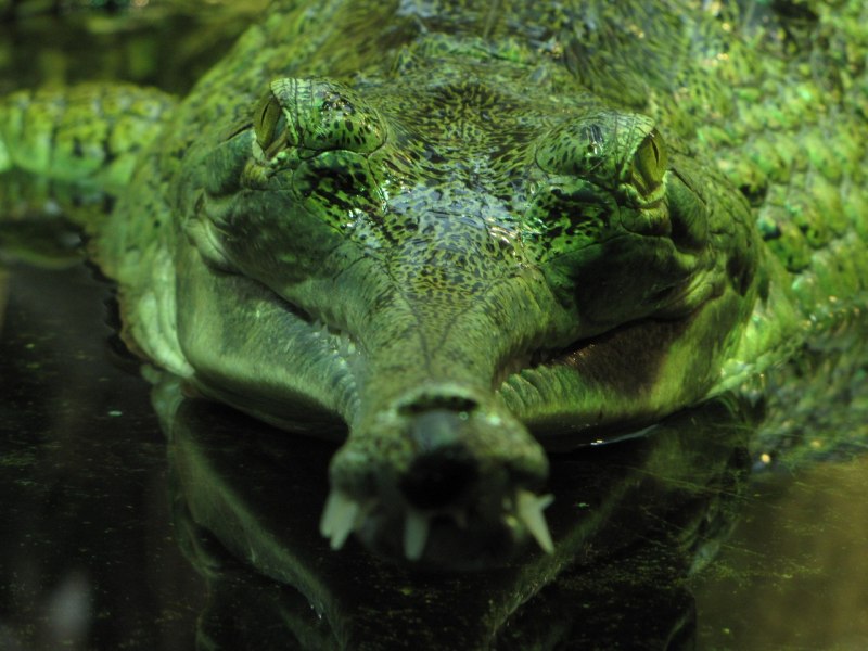 Ложный гавиал