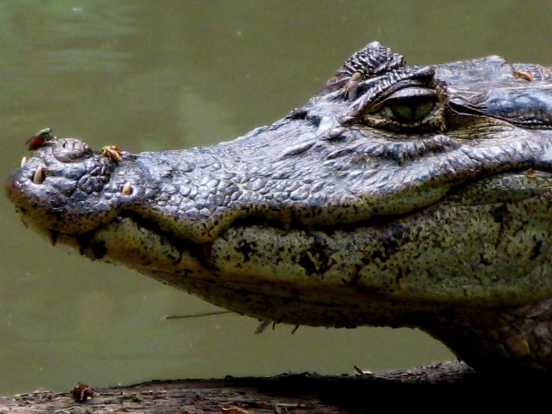 Крокодил Кайман Кювье