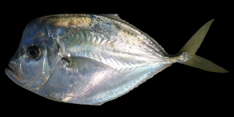 Вобла горячего копчения