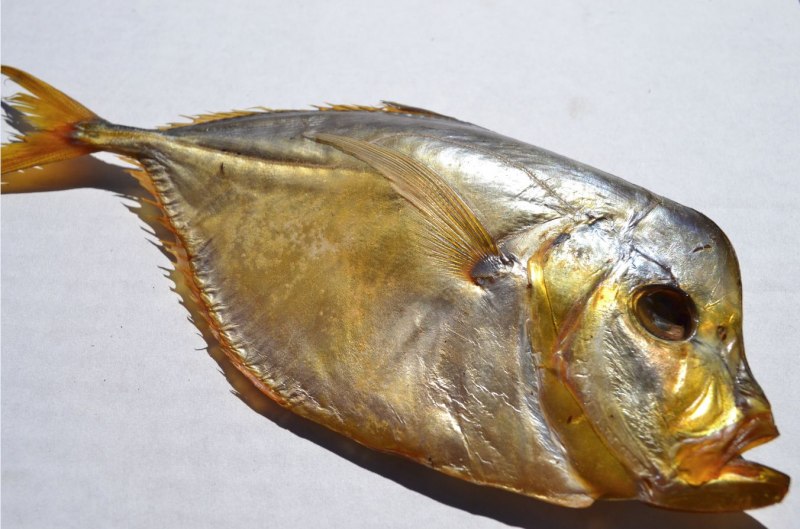 Рыба Луна Вомер