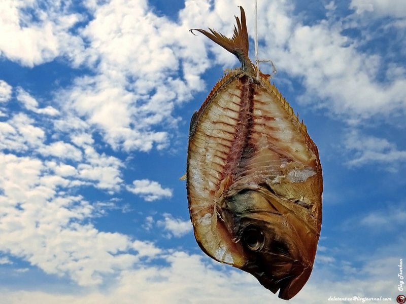 Селена Вомер рыба