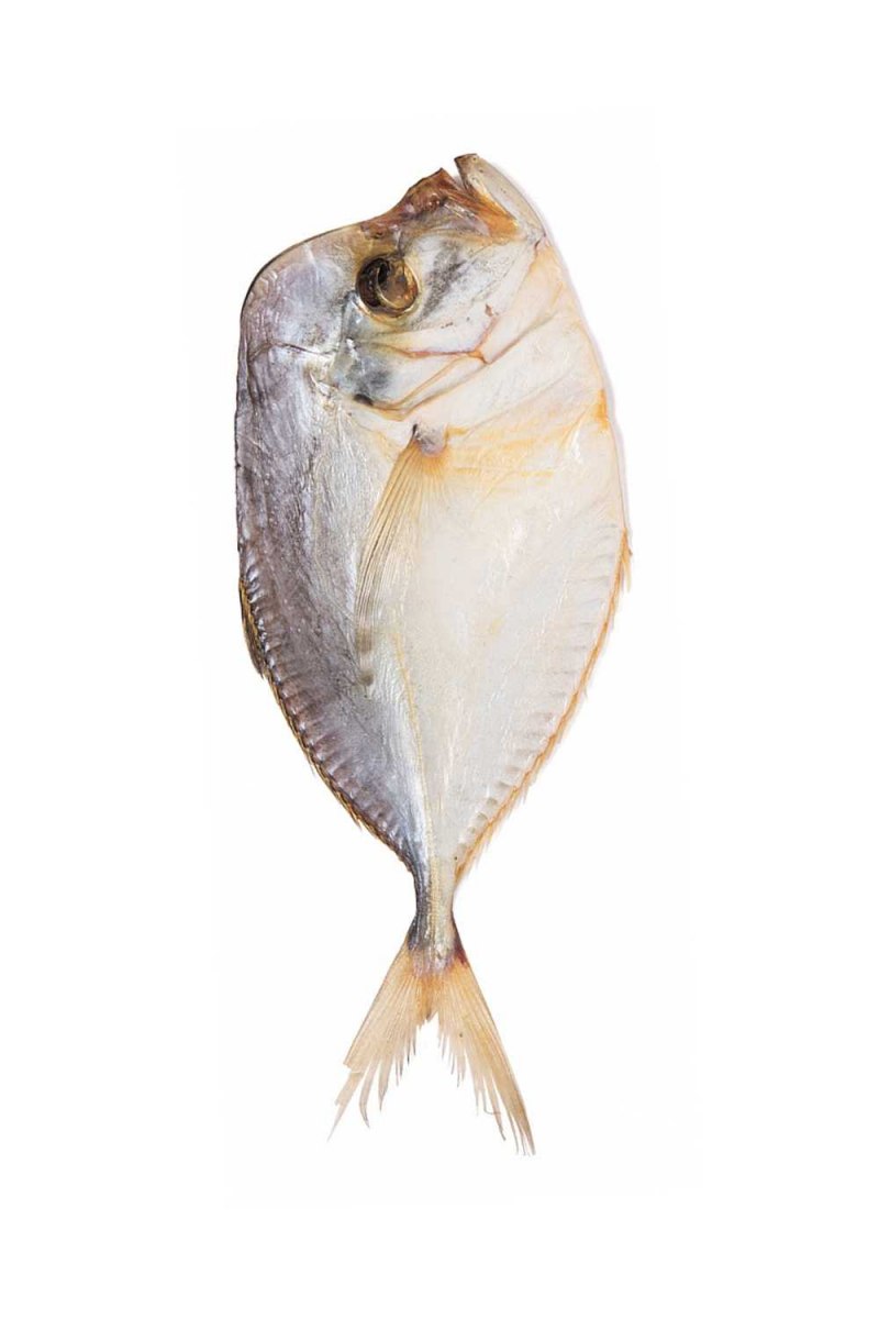 Вомер рыба купить