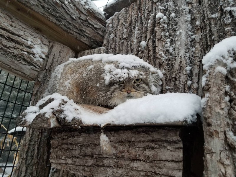 Манул зимой