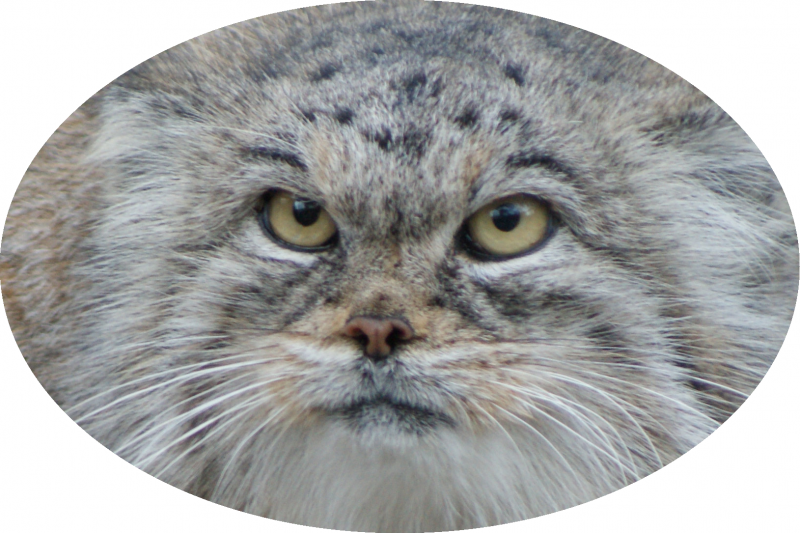 Кот Манул черно белый