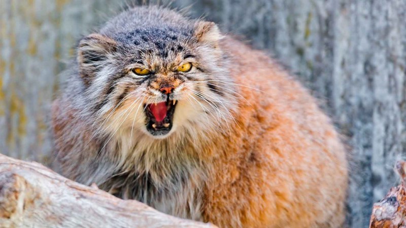 Тибетский Манул