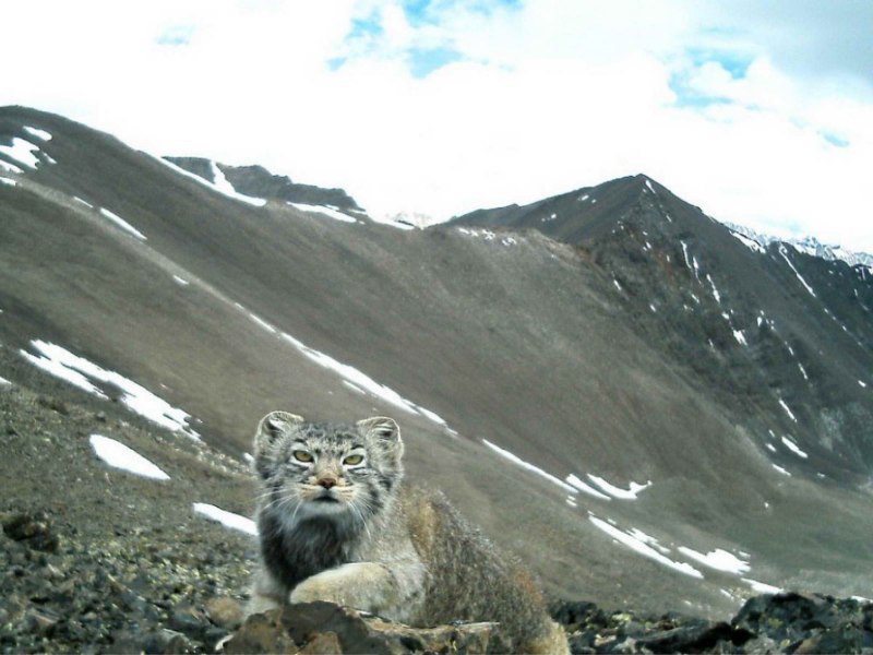 Сибирский дикий кот Манул