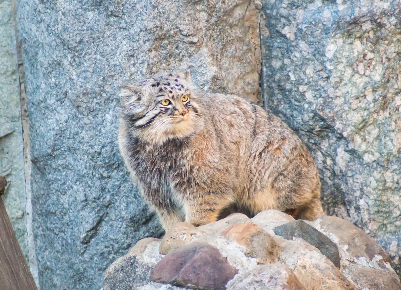 Алтайский кот Манул