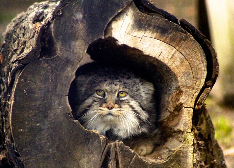 Дикая кошка Манул