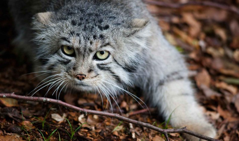 Сибирский дикий кот Манул