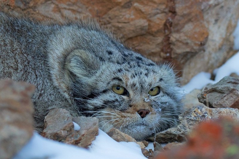 Горный кот Манул