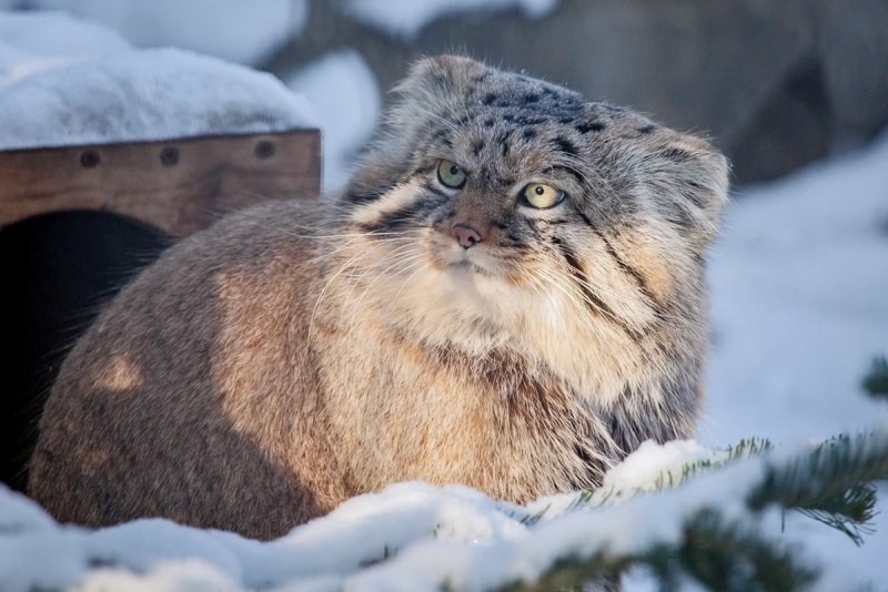 Манул в Новосибирском зоопарке
