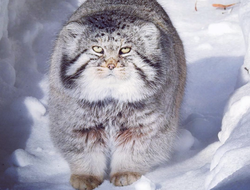 Забайкальский Степной кот