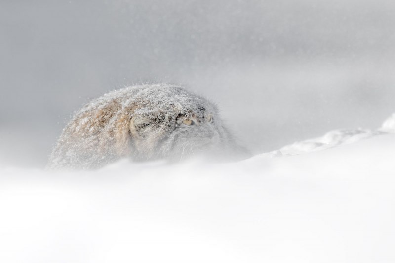 Обои Манул зимой