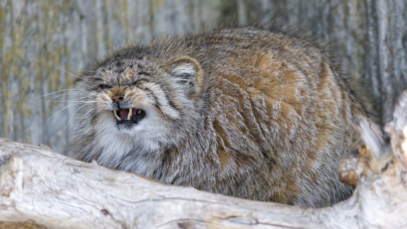 Манул Забайкальский