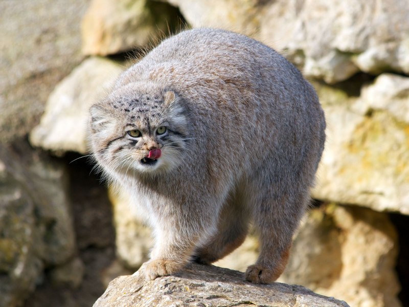 Горный кот Манул фото